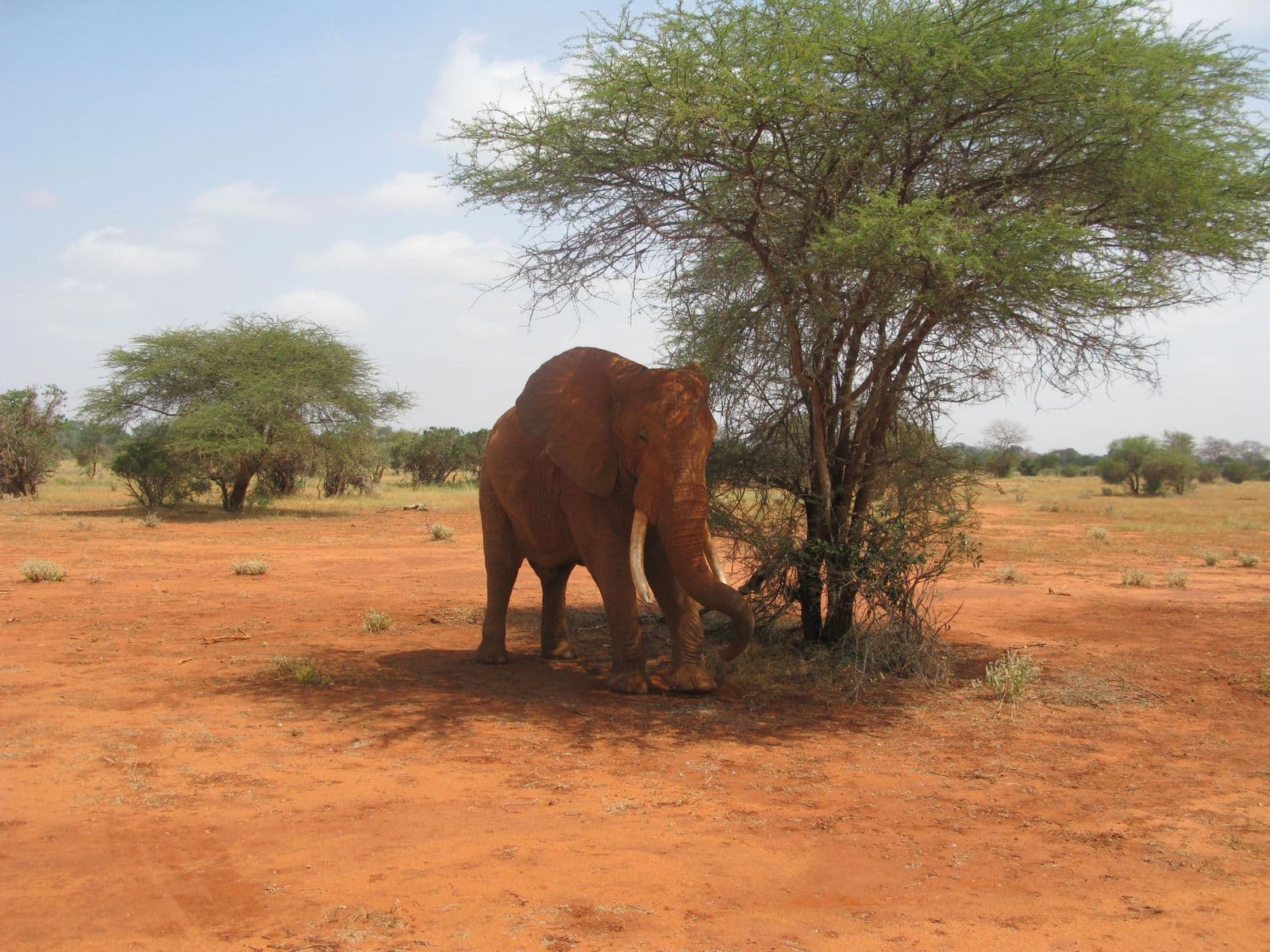 2-Day Tsavo East Extension
