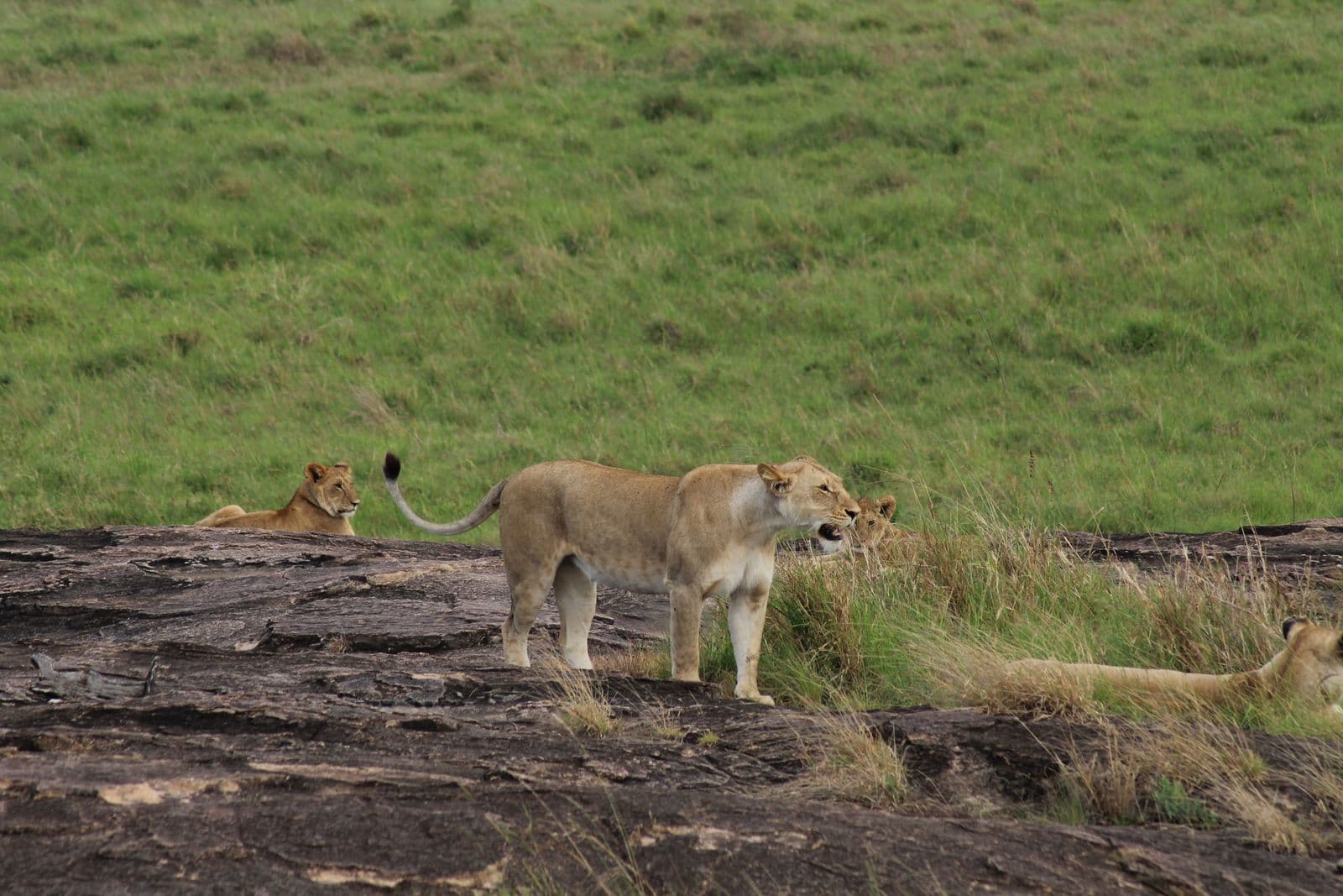 3-Day Maasai Mara Safari