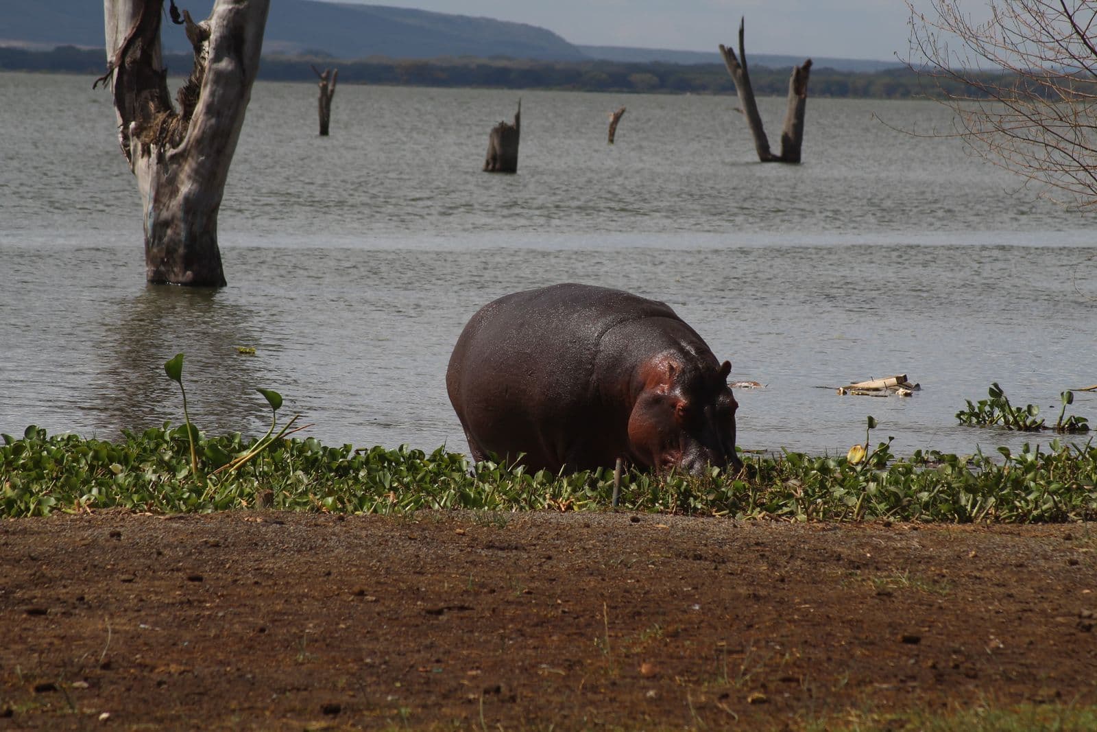 Lake Naivasha and Hell's Gate Day Trip