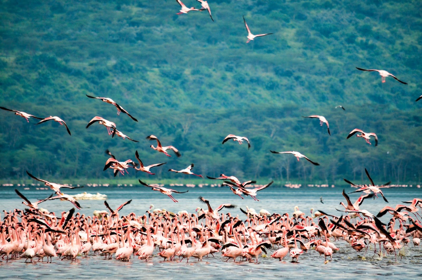 4-Day Maasai Mara and Lake Nakuru
